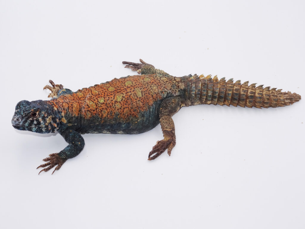 Keeping Saudi Arabian Spiny-tailed lizard