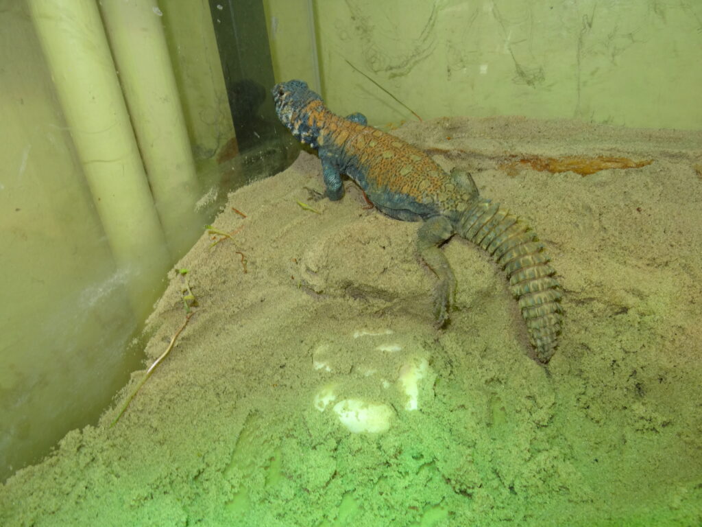 Keeping Saudi Arabian Spiny-tailed lizard