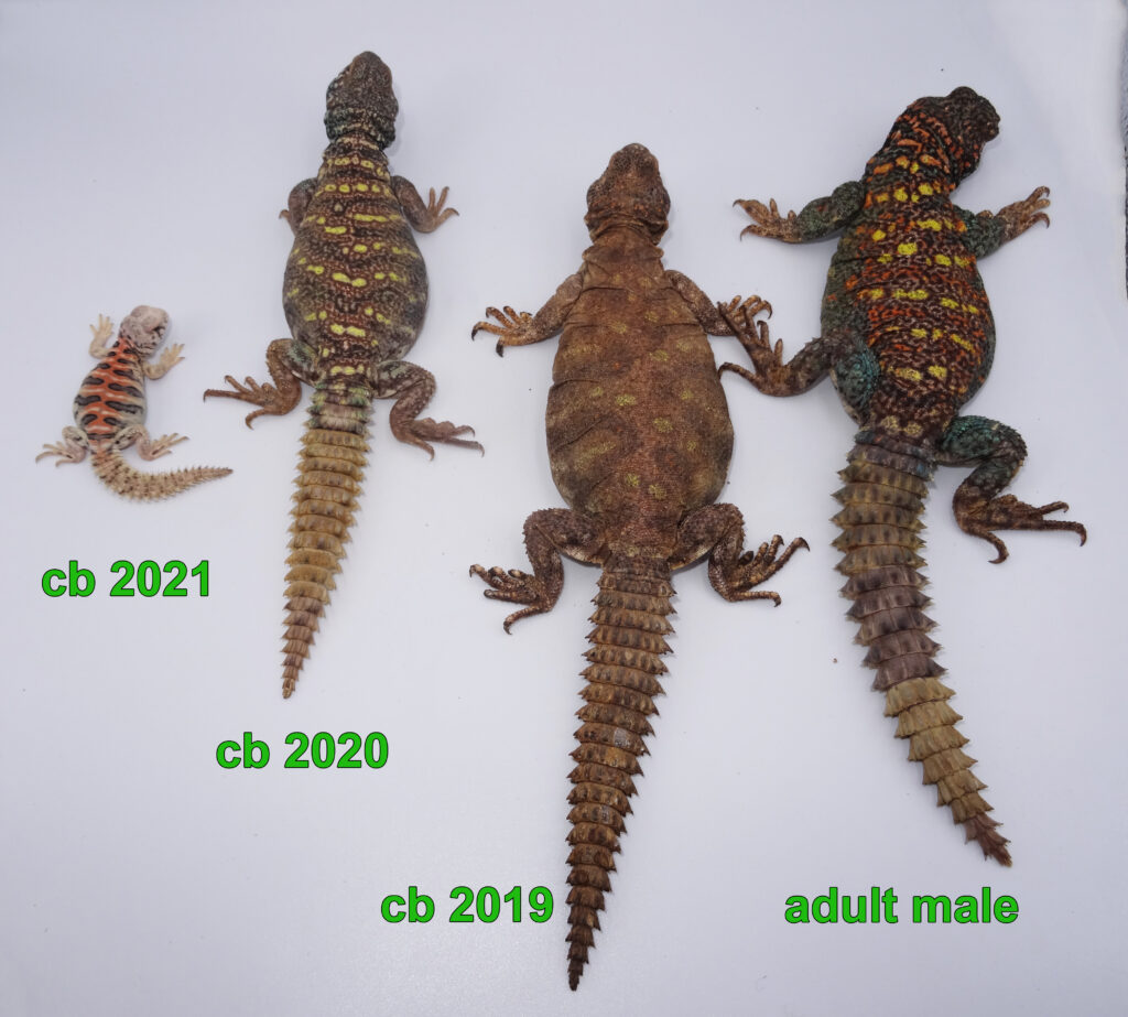 Keeping Ornate spiny-tailed Lizard