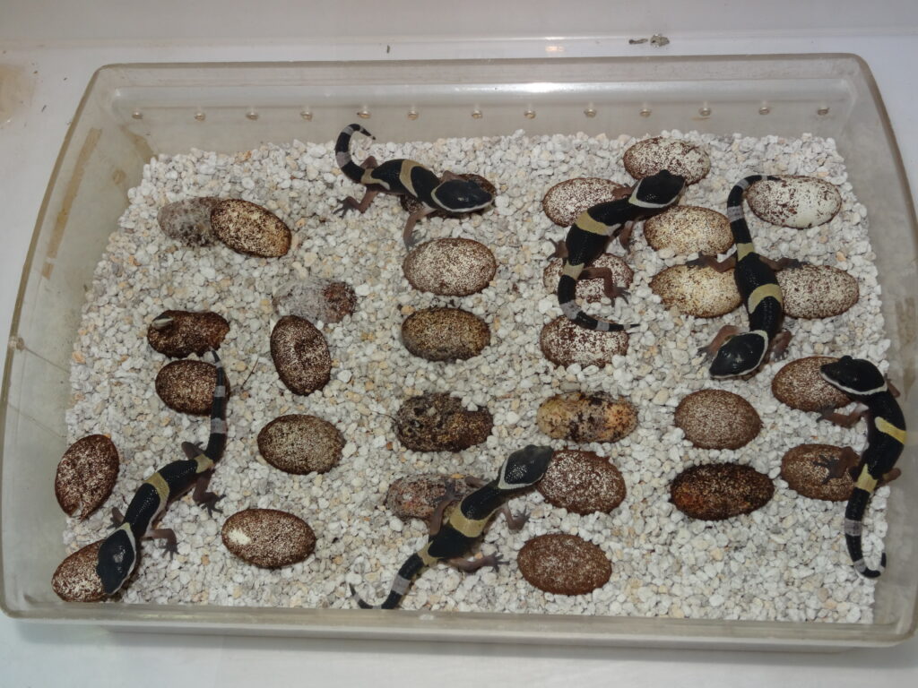 Keeping of East Indian Leopard Gecko