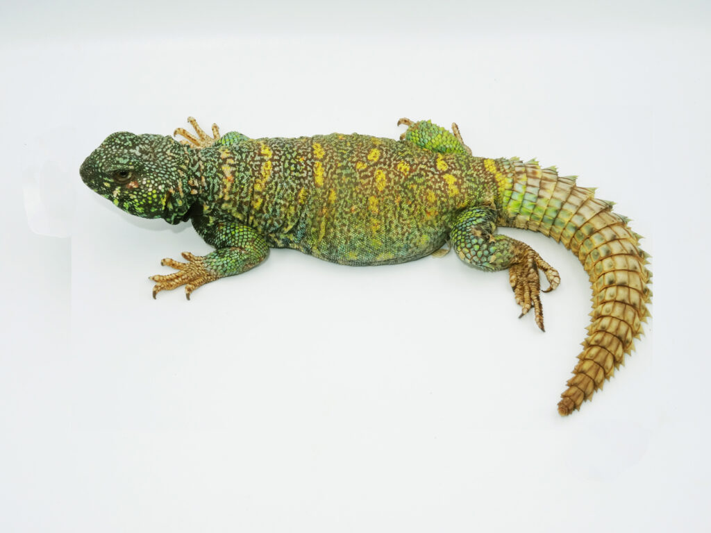 Keeping Ornate spiny-tailed Lizard