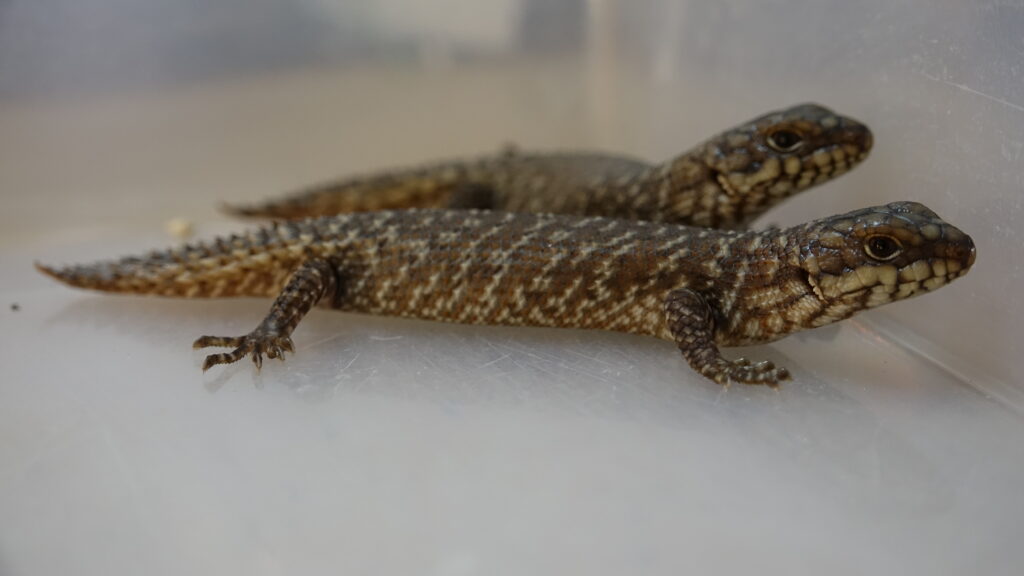 Gidgee Spiny-Tailed Skink
