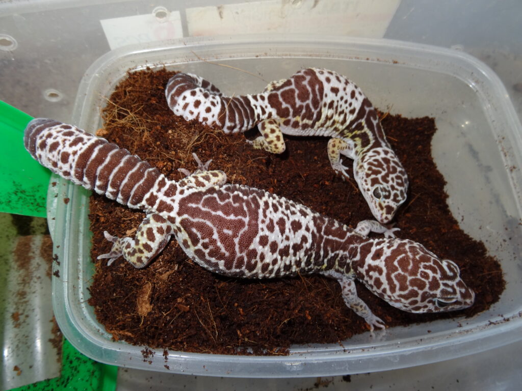 Keeping West Indian leopard gecko