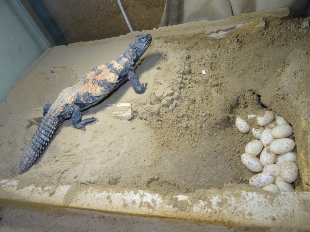 Keeping and Breeding of Red-Banded spiny-tailed lizard