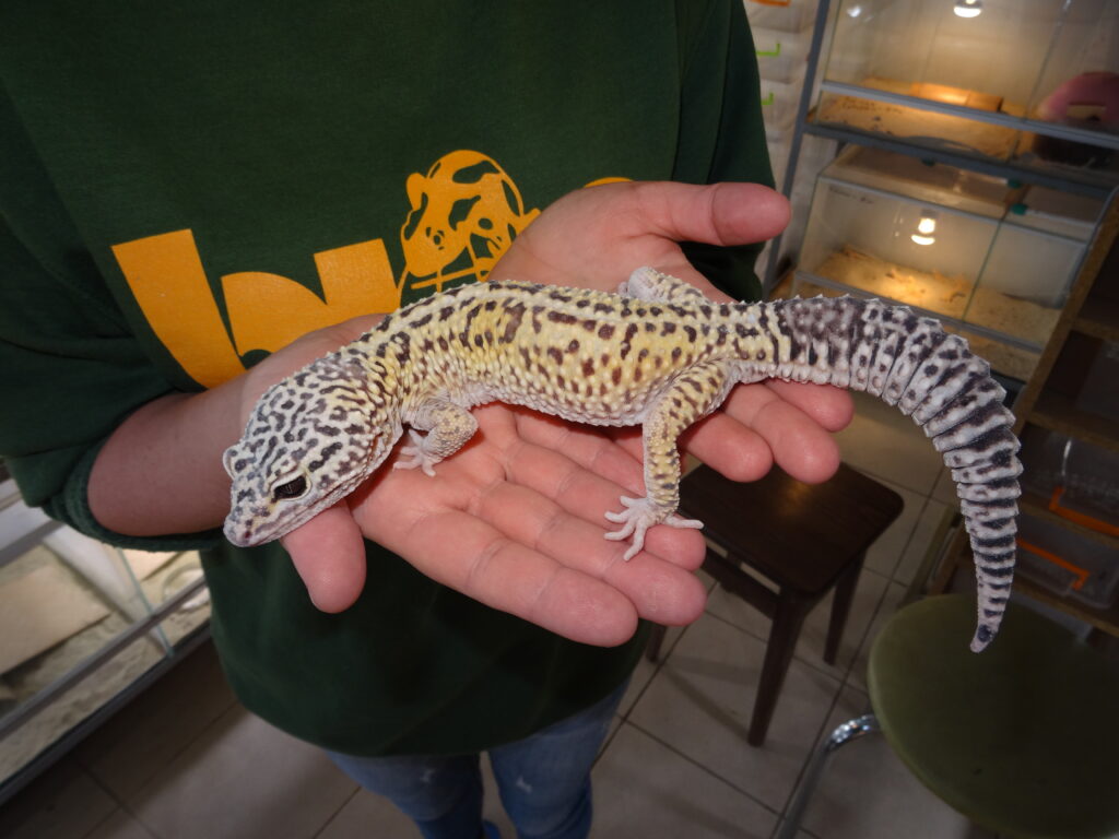 keeping of the Iranian Eyelid Gecko.
