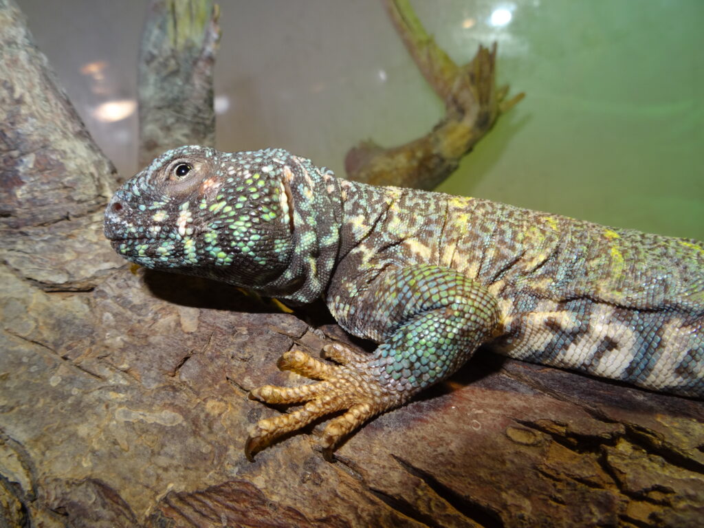 Keeping Ornate spiny-tailed Lizard