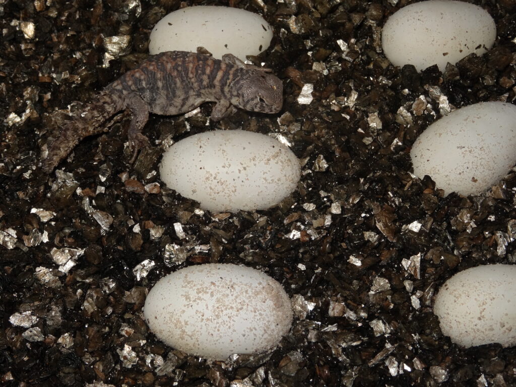 Keeping Saudi Arabian Spiny-tailed lizard