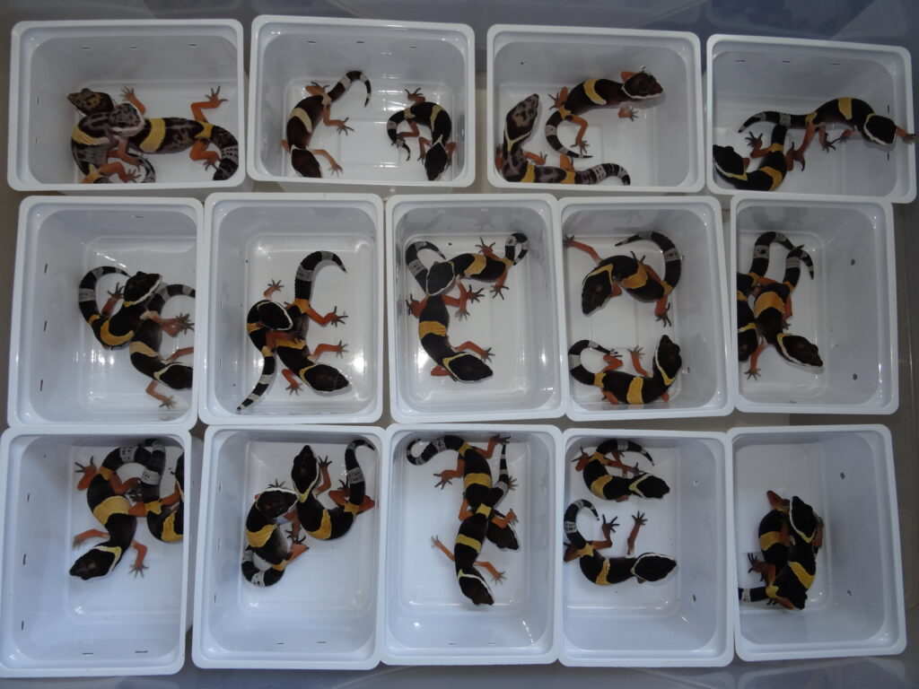 Keeping of East Indian Leopard Gecko