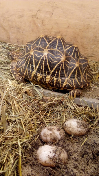 Keeping Indian star tortoise