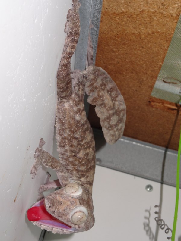 Giant leaf-tailed gecko