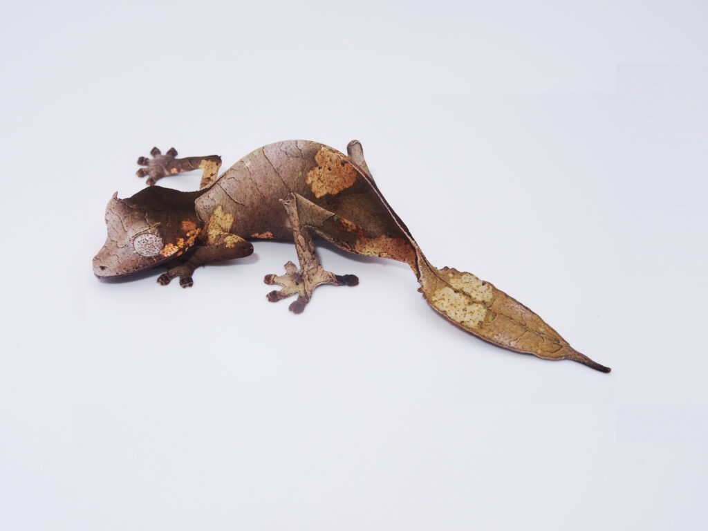 Keeping satanic leaf-tailed gecko