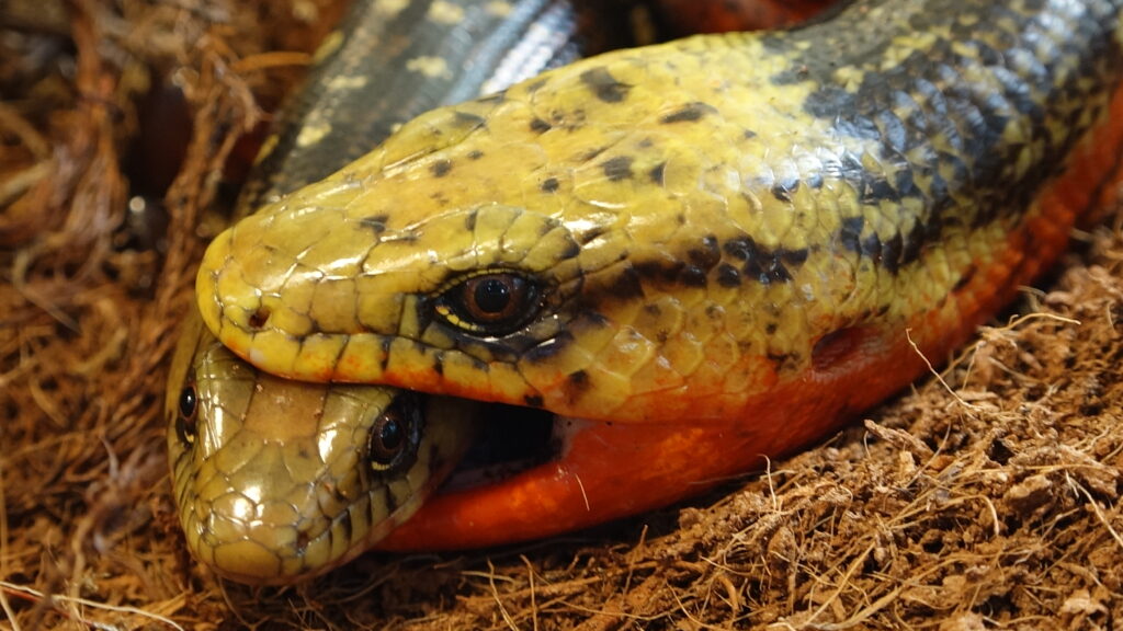 Costa Rican rainbow stripe