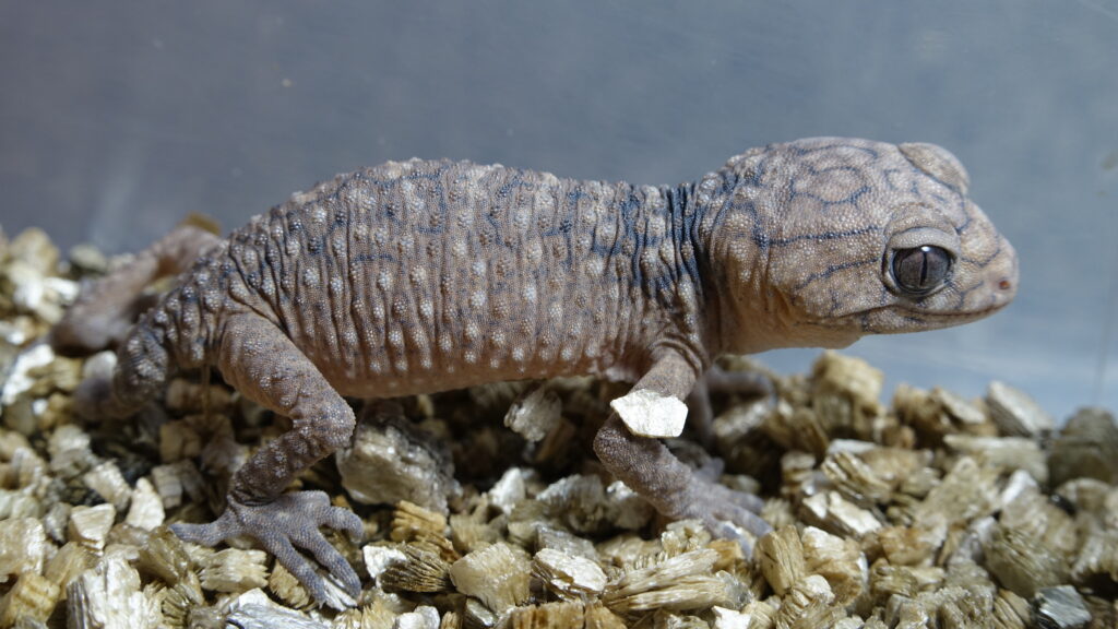 Centralian Knob-Tailed Gecko (Nephrurus amyae)