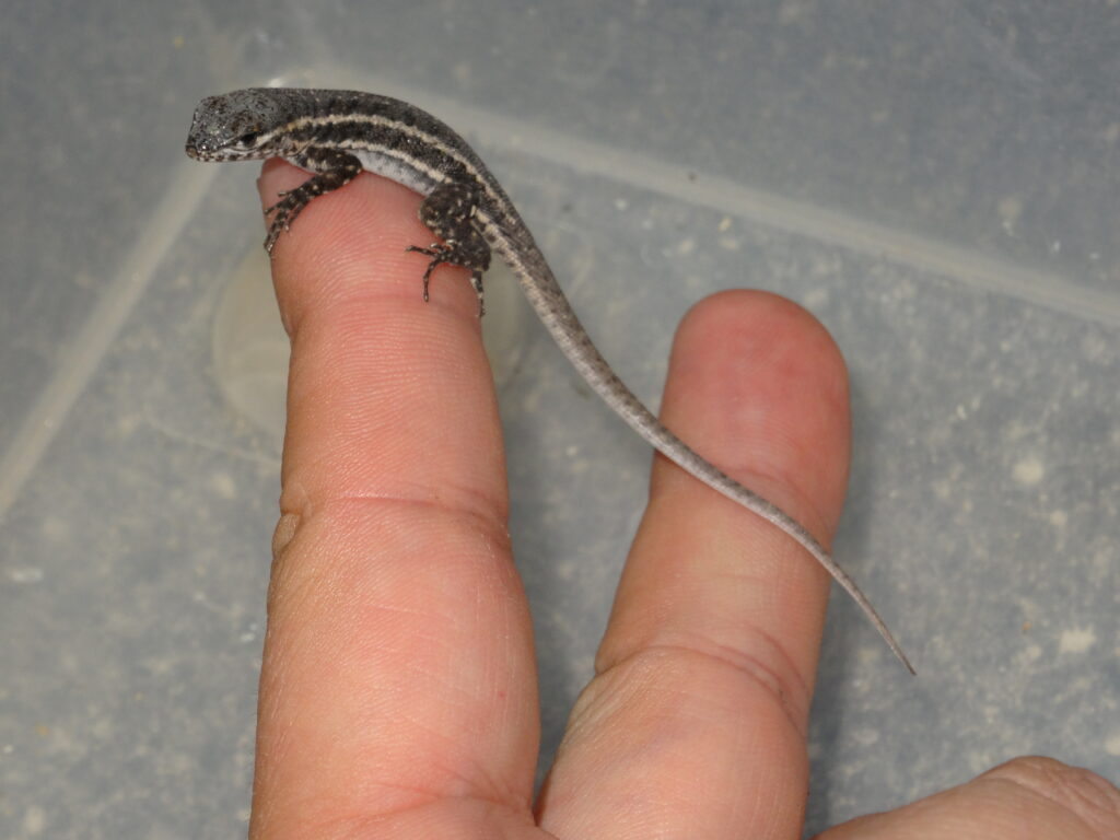 Galápagos lava lizard