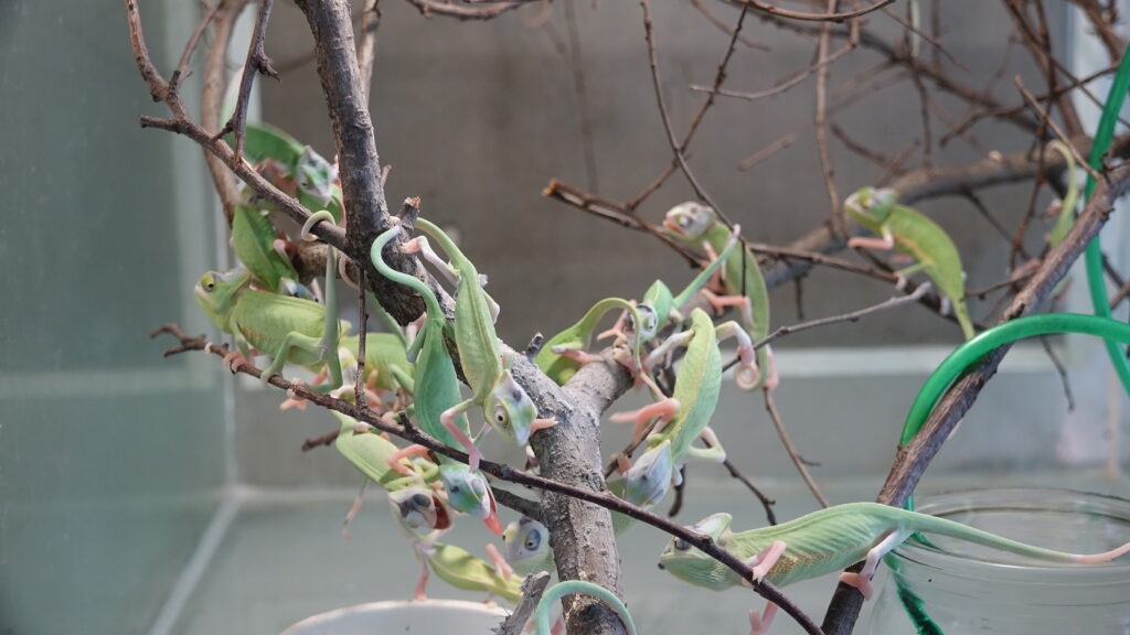 Keeping Veiled chameleon