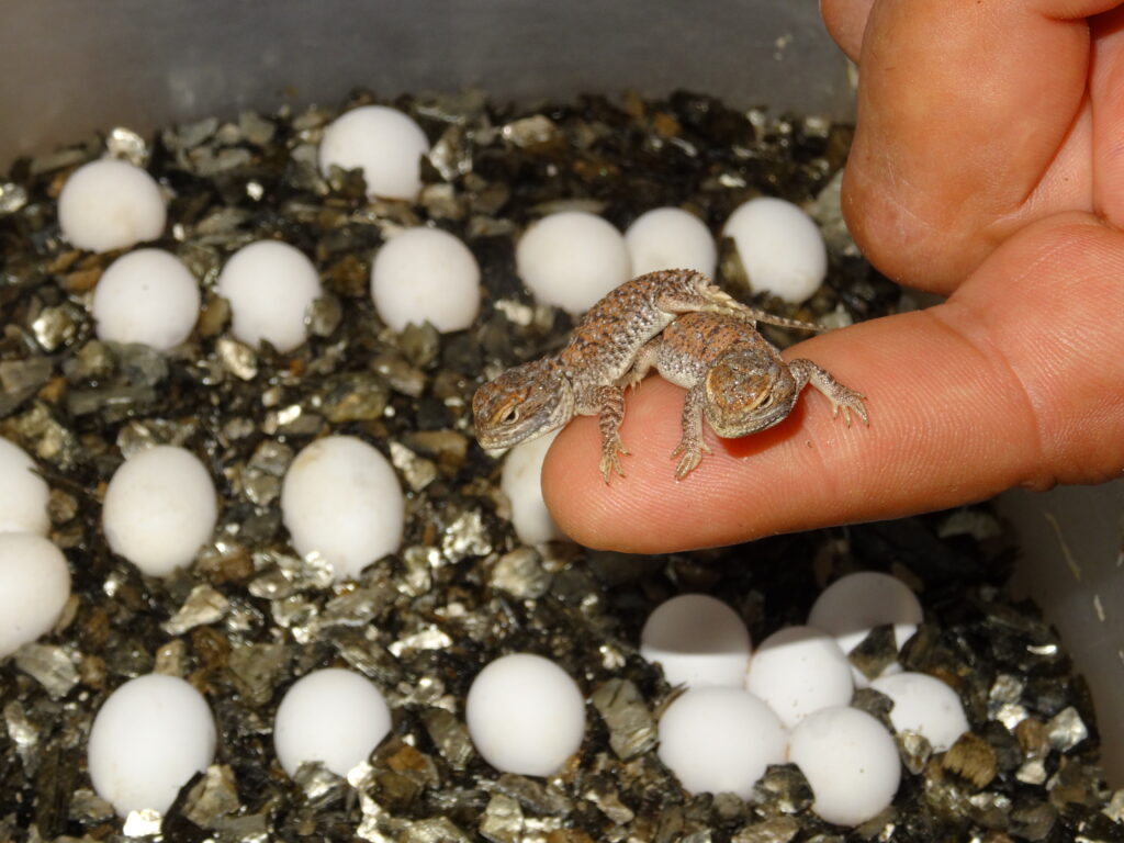 Keeping Dwarf Shield-tailed agama