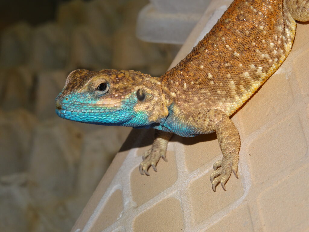 keeping Dwarf Shield-tailed agama