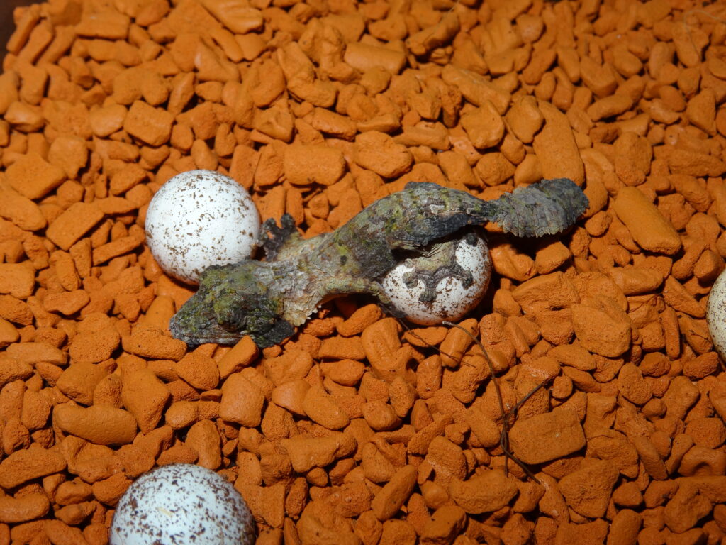 Keeping southern leaf-tailed gecko