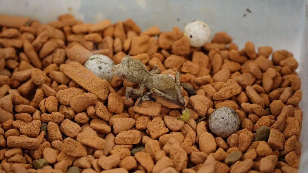 Keeping spear-point leaf-tailed gecko