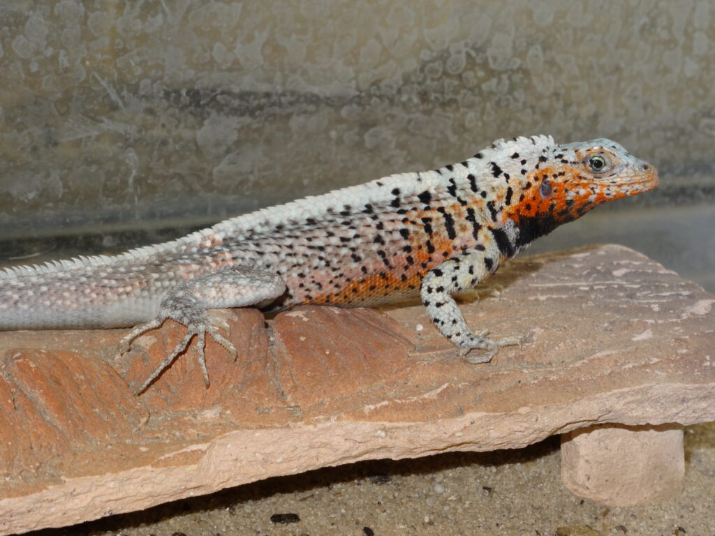 Galápagos lava lizard