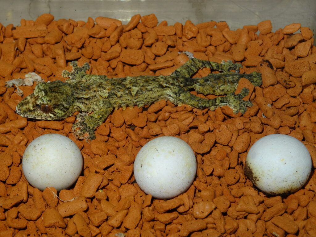 Keeping Giant leaf-tailed gecko