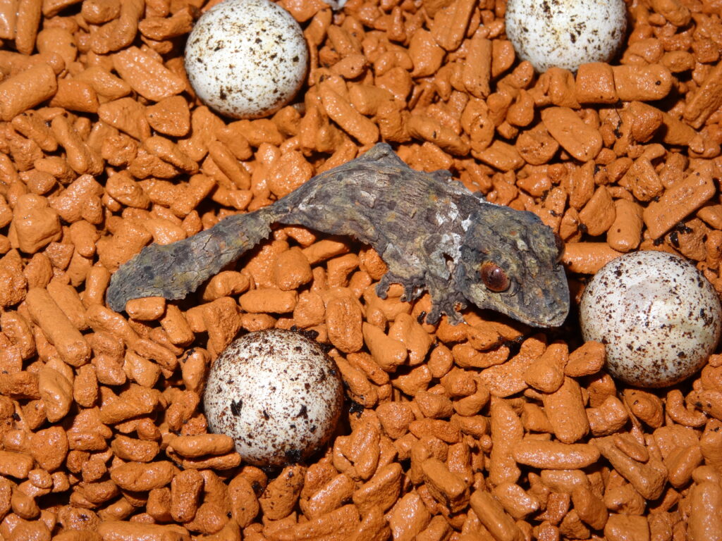 Keeping Henkel’s leaf-tailed gecko