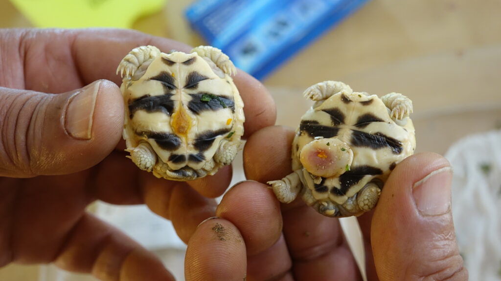 Keeping Indian star tortoise