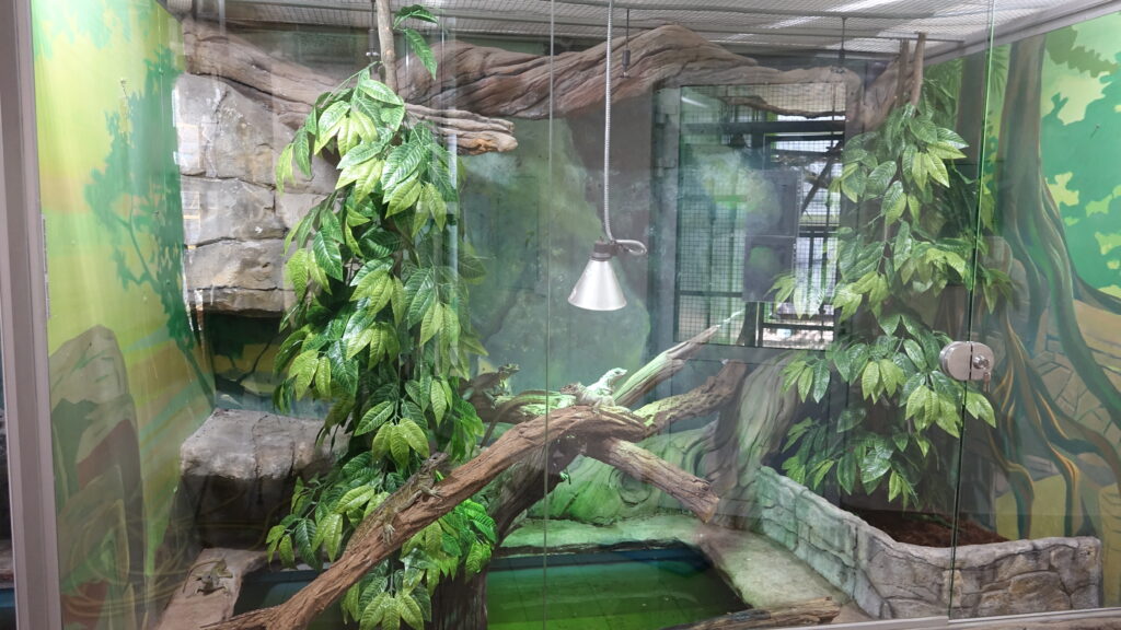 Keeping Philippine sailfin lizard