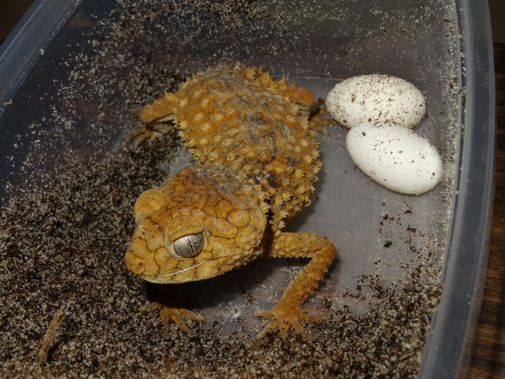 Centralian Knob-Tailed Gecko (Nephrurus amyae)