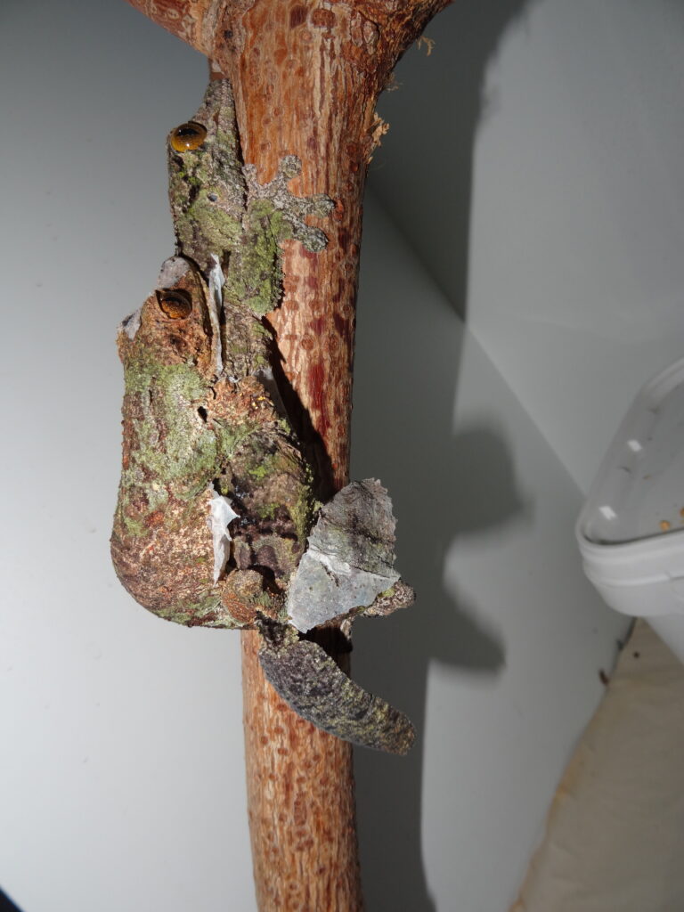 Southern leaf-tailed gecko
