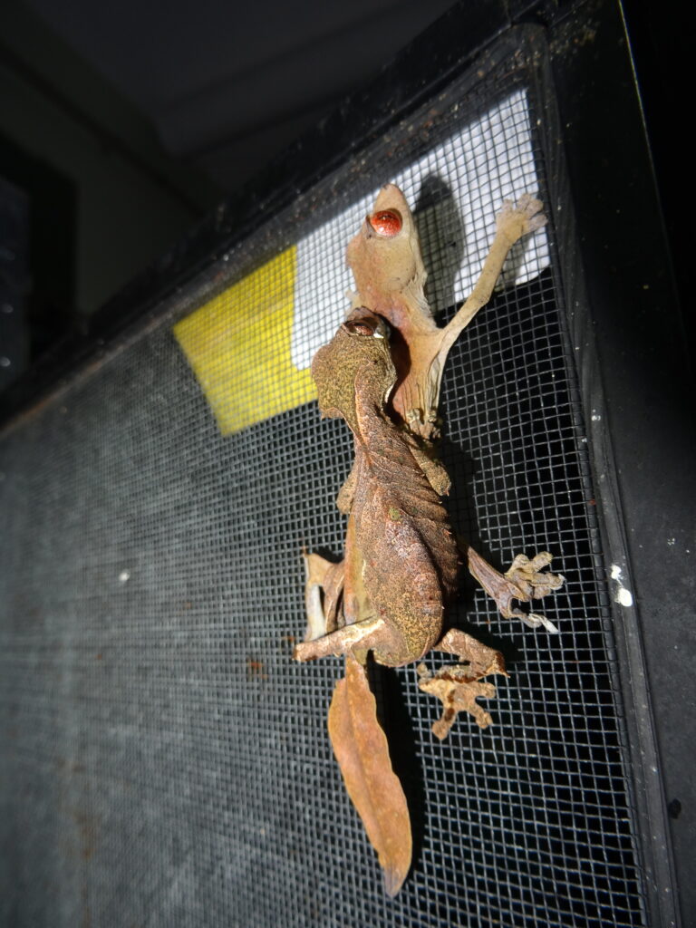 Keeping satanic leaf-tailed gecko