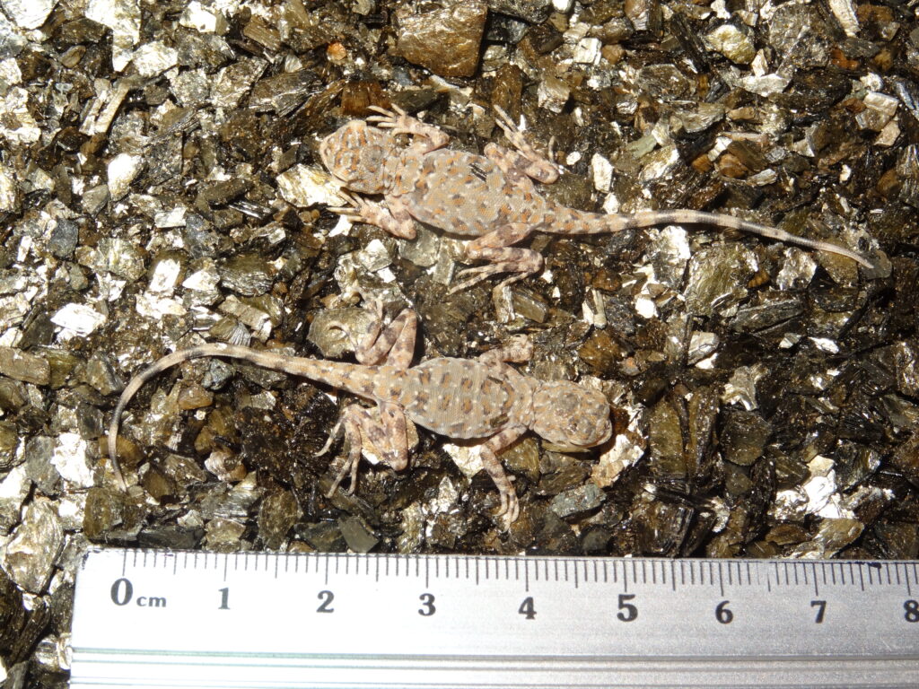 Keeping spotted toad-headed agama