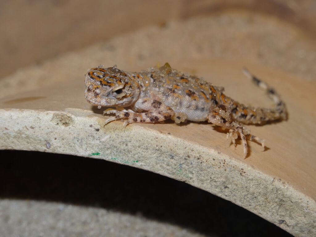 Spotted toad-headed agama