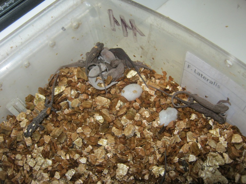 Keeping carpet chameleon