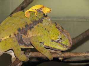 Keeping rainforest chameleon