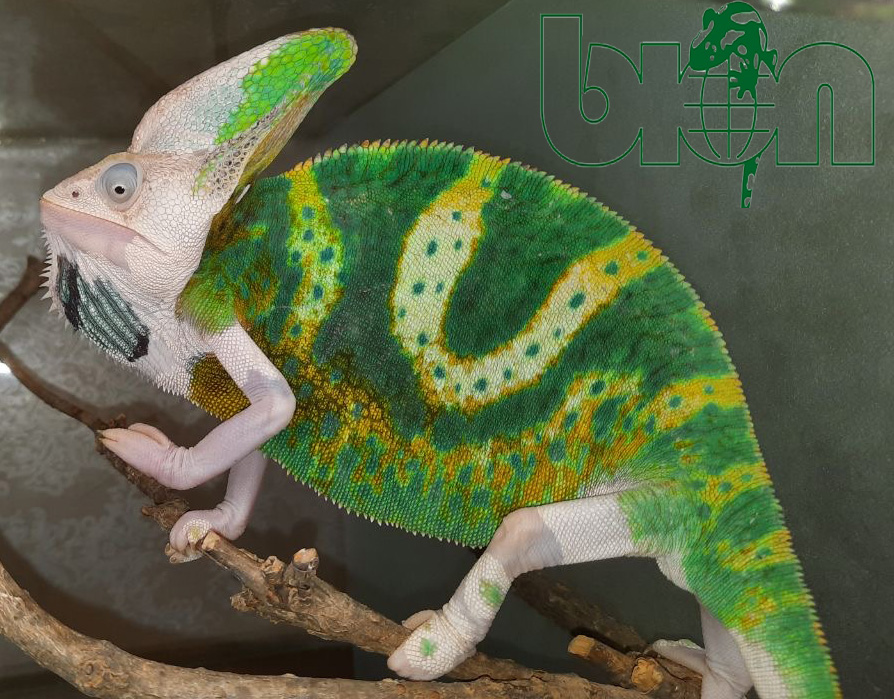 Veiled chameleon