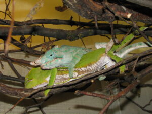 Keeping rainforest chameleon