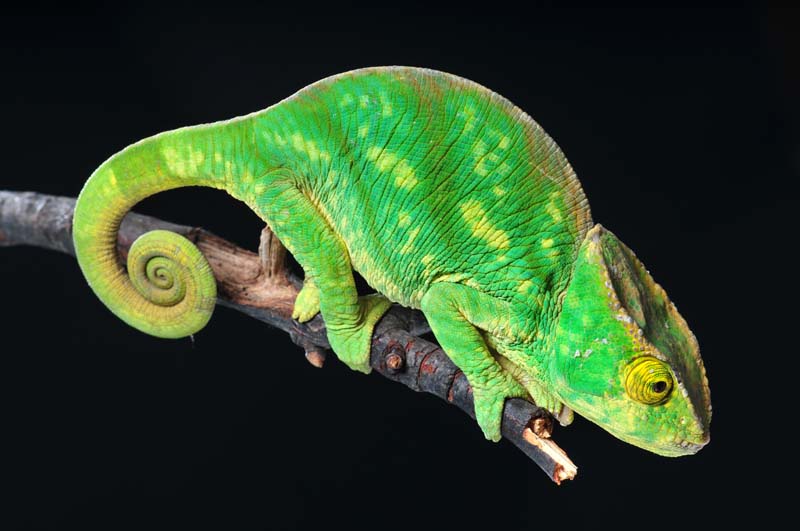 Parson's chameleon
