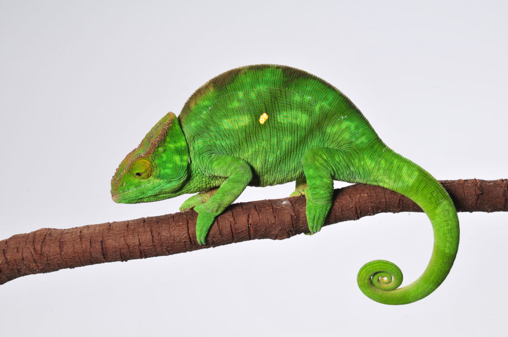 Keeping Parson's chameleon