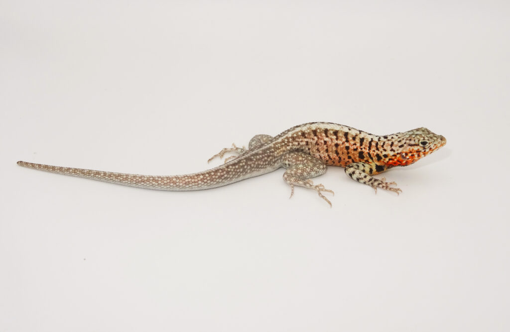 Keeping Galapagos lava lizard