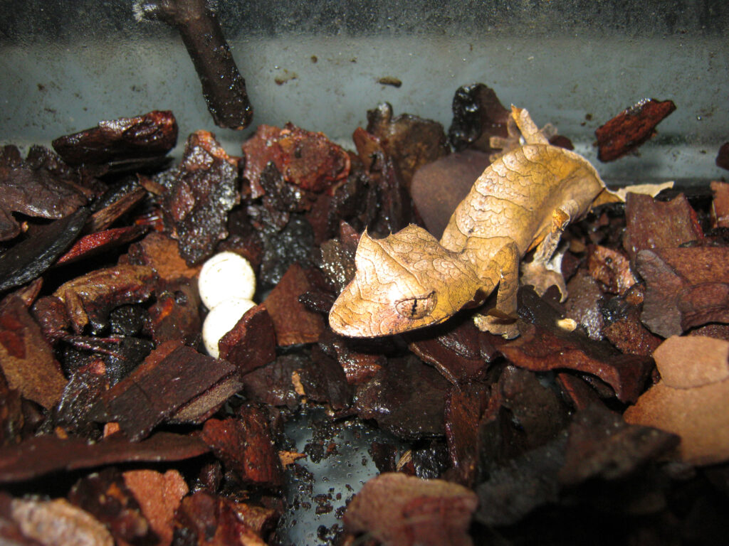 Spear-point leaf-tailed gecko
