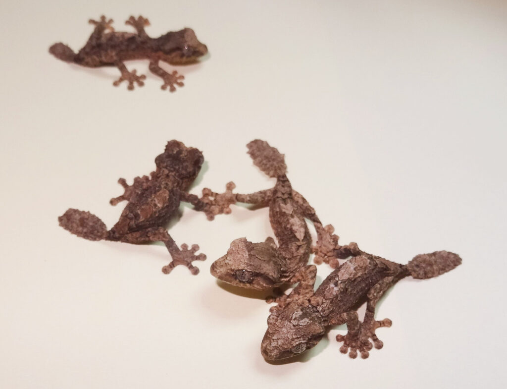 Keeping Northern flat-tailed gecko