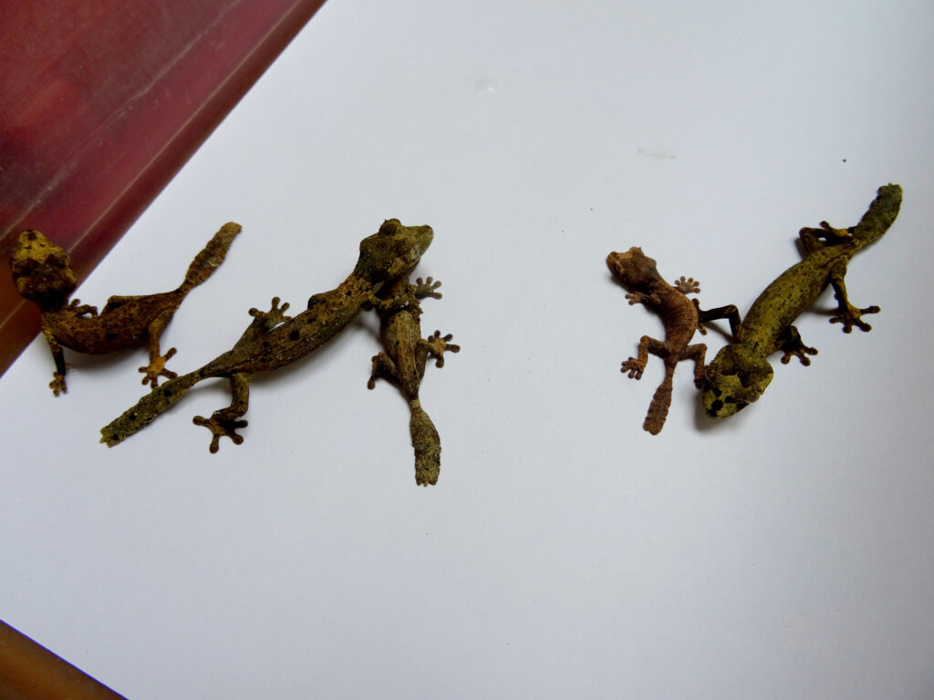 Keeping Günther’s leaf-tail Gecko