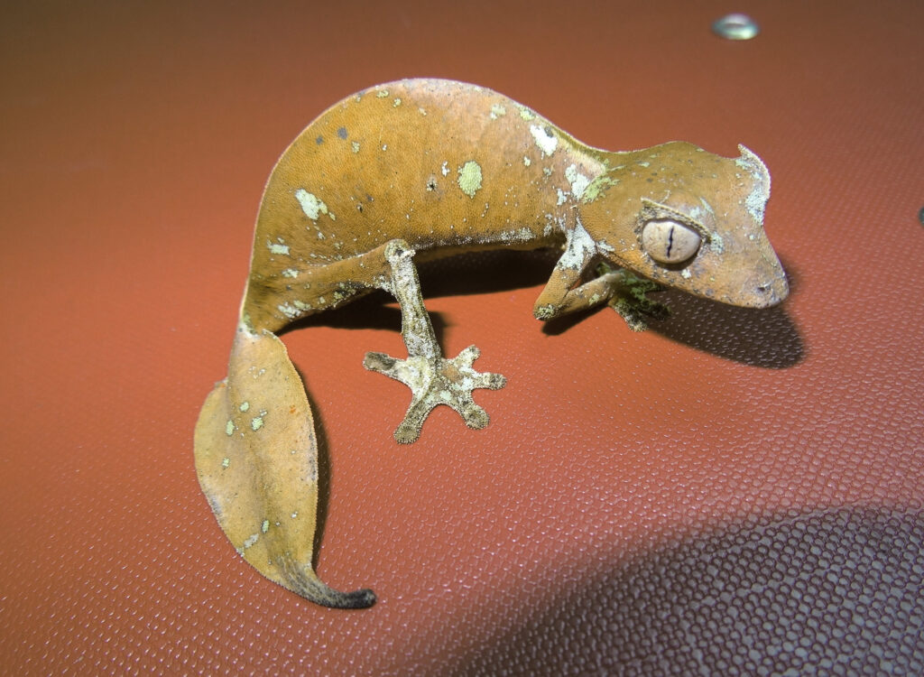 Satanic leaf-tailed gecko