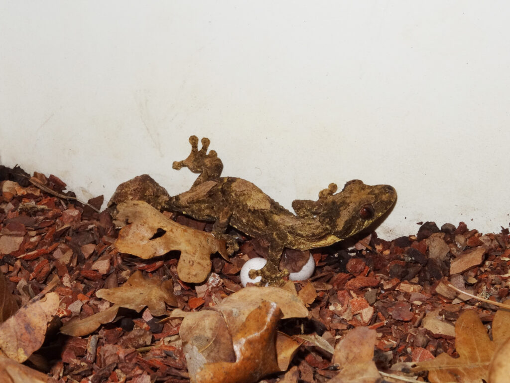 Northern flat-tailed gecko