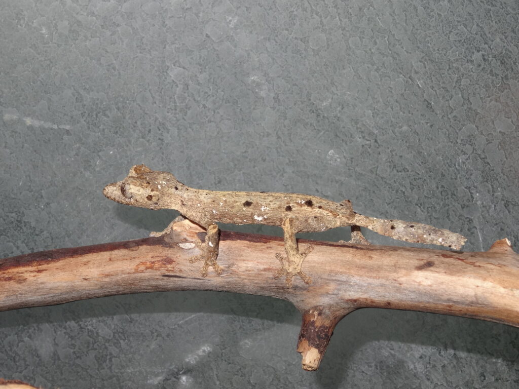 Günther’s leaf-tail Gecko