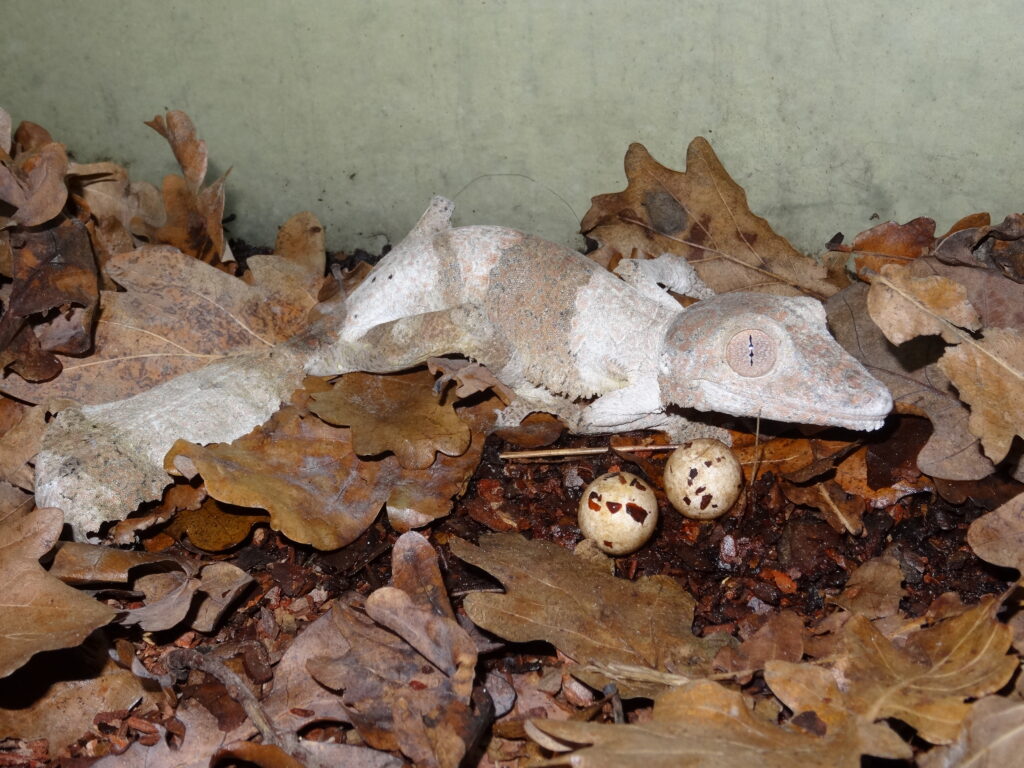 Keeping Henkel’s leaf-tailed gecko