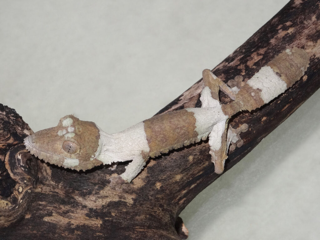 Keeping Henkel’s leaf-tailed gecko