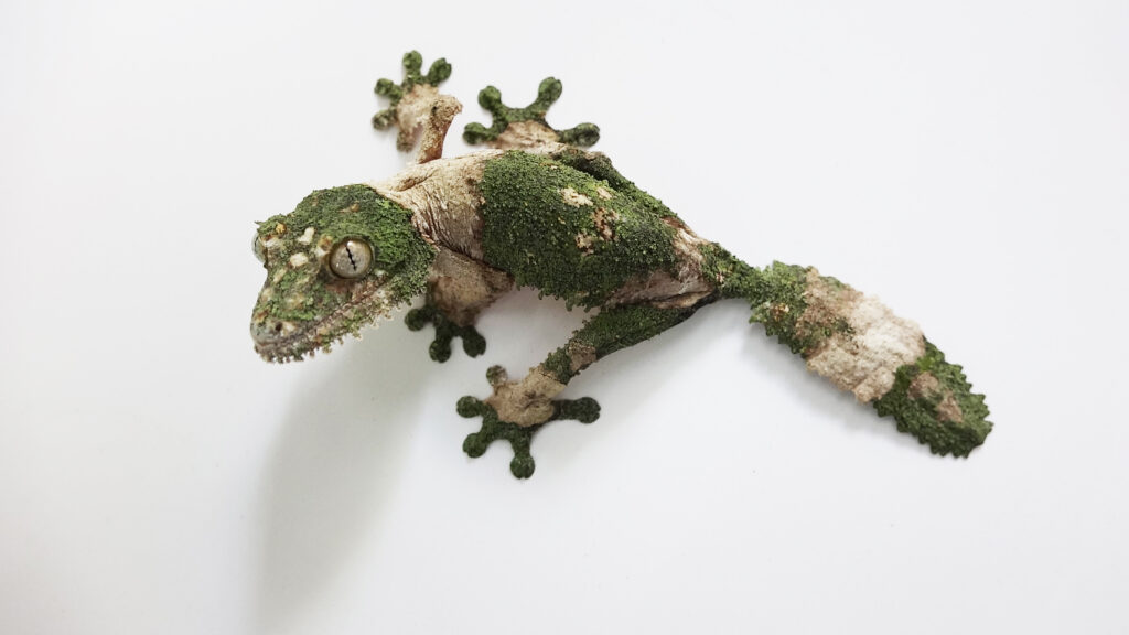 Keeping mossy leaf-tailed gecko