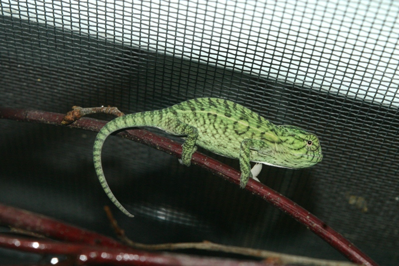 Carpet chameleon